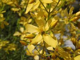 Image result for Hypericum quartinianum