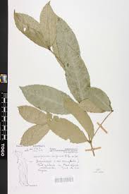 Image result for Cassipourea congoensis