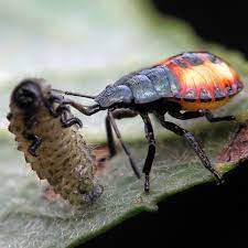 When you're deciding how to manage pests in upwards of 95 percent of creatures in our gardens are either beneficial or benign. Beneficial Insects 101 Good Bugs For Your Garden Planet Natural