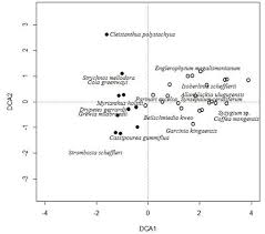 Image result for Cleistanthus polystachyus