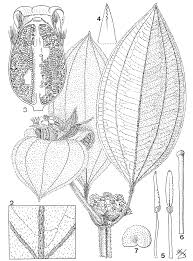 Image result for Tristemma