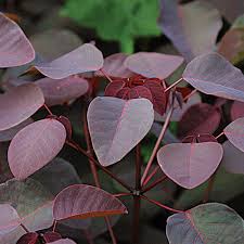 Image result for Euphorbia cotinifolia