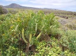 Image result for Kleinia abyssinica