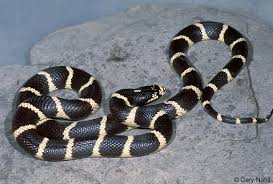 Black And White Snake Northern California Banded California Snakes