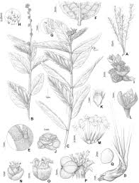 Image result for Paranecepsia