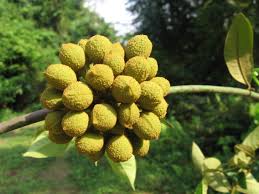 Image result for Uvaria laurentii