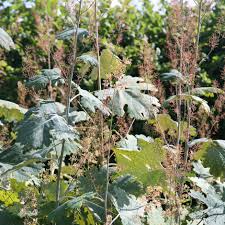 Image result for Macleaya