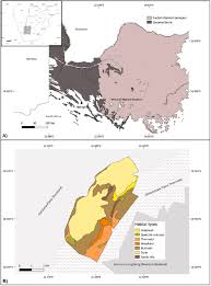 Image result for Panicum kalaharense