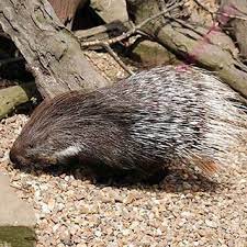 What is meaning of nasha in english? English To Bengali Dictionary Meaning Of Porcupine In Bengali Is à¦¶à¦œ à¦°