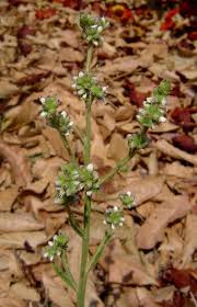 Image result for Neojeffreya