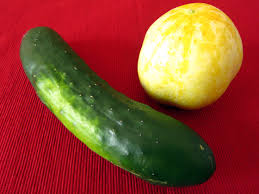 Image result for Cucumis sativus