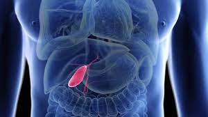 Hintergrund: Galle & Verdauung - Gallenblase: Verdauungshelfer im Einsatz  für den Darm | rbb