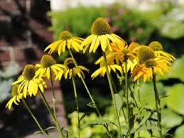 When should i plant coneflower seeds? Tips Information About Coneflower Gardening Know How