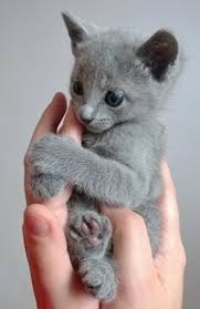 Russian Blue Kitten For Sale Noes Don Ts Sell Meez I Wuz Just Gettin Used To Dis House Kittens Cutest Russian Blue Kitten Cute Cats