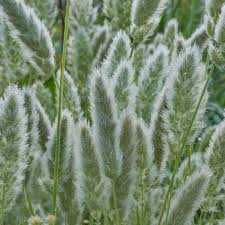 Image result for Polypogon