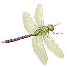Working with clients both locally and nationally. Dragonfly Designs The Best Dragonfly Image Ideas And Inspiration 99designs