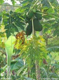 Image result for Carica papaya