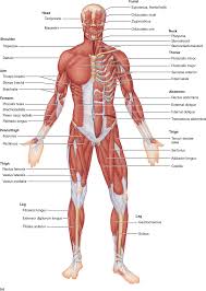 Major Skeletal Muscles Of The Body Human Muscle Anatomy Human Body Muscles Human Muscular System