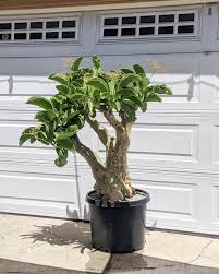 Image result for Cyphostemma jaegeri