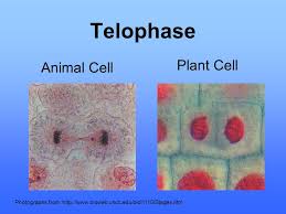 The apical meristem is an area of a plant where cell division takes place at a rapid rate. Interphase The Time Between Cell Divisions Ppt Video Online Download