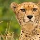 International Cheetah Day event image