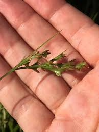 Image result for Scleria angusta