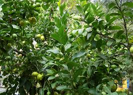 Image result for Citrus × limon