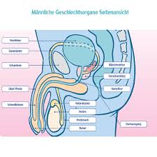 Die männlichen geschlechtsorgane werden wie die weiblichen geschlechtsorgane in äußere und innere geschlechtsorgane unterteilt. Weibliche Geschlechtsorgane Klasse 8 Frontansicht Sexualerziehung Mit Generation Z Zu Den Weiblichen Geschlechtsorganen Gehoren Eierstocke Eileiter Gebarmutter Und Scheide Jaime Magazine