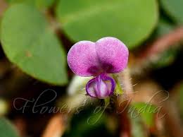 Image result for Grona adscendens