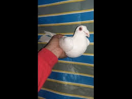 سعر جوز الزغاليل للحمام الاحم الفرنسي معتمد على نفسه اي بعد مرور شهر على خروجة من البيض بسعر 200جنيه. Ø£Ø³Ø¹Ø§Ø± Ø§Ù„Ø­Ù…Ø§Ù… ÙÙŠ Ù…ØµØ± ÙˆÙÙŠ Ø§Ù„Ø³ÙˆÙ‚ Ø§Ù„Ù…ØµØ±ÙŠ Ø¬2 Youtube