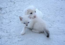 Parvovirus is an incredibly contagious disease that spreads quickly and efficiently. Can Cats Get Parvo From Dogs Fluffy Kitty