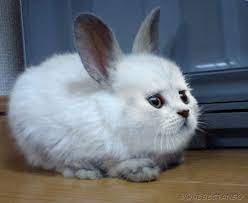 Randomness - cat bunny - Wattpad