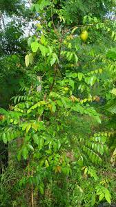 Prolific, pink flowers emerge in clusters off older wood. Thaidragon Growing Carambola Or Starfruit From Seeds