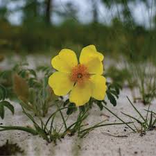 Image result for Crepidorhopalon schweinfurthii