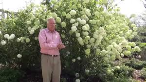 Once you have the tree, put it in the center of a wide, shallow dish or bowl and arrange the acorns and pom poms around it. In The Garden With Dave Forehand Chinese Snowball Viburnum Youtube