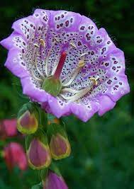 Pin On Flowers