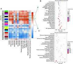 Check spelling or type a new query. Transcriptomic Analysis Reveals The Molecular Mechanisms Of Rumen Wall Morphological And Functional Development Induced By Different Solid Diet Introduction In A Lamb Model Journal Of Animal Science And Biotechnology Full Text