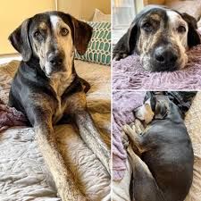 18 doll pet blanket this blanket is for 18 doll pets. Dog Who S Never Been Inside Before Takes Her First Nap In A Real Bed The Dodo