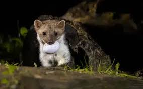 Image result for marten poop
