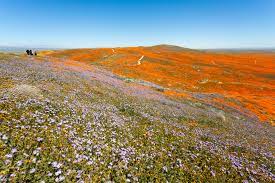 Like the flowers it protects, the antelope valley reserve is modest and unassuming. Everything You Need To Know Before Heading To The Antelope Valley Poppy Reserve