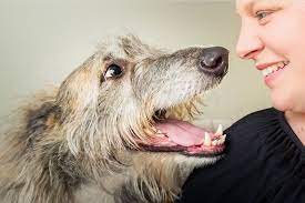 You feel like a failure': When it's time to give up your pet - ABC News