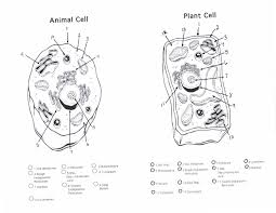 Animal And Plant Cell Coloring Sheet From The Thousands Of Photos On The Web In Relation To Ani Cells Worksheet Animal Cells Worksheet Plant And Animal Cells