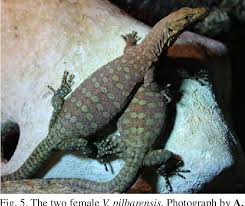 Full grown pilbara rock monitor. Pdf First Breeding Report Of The Pilbara Rock Monitor Varanus Pilbarensis Storr 1980 In Spain With Taxonomic Comments On The Recently Described V Hamersleyensis Maryan Et Al 2014 Semantic Scholar