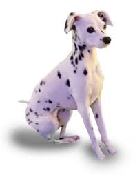 35 to 71 pounds life span: Miniature Dalmatians Miniature Dalmatians