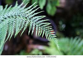 Image result for Pityrogramma