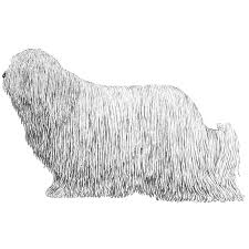 Image result for Komondor