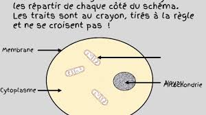 Schema D Une Cellule Animale Youtube