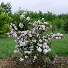 Image result for Deutzia x hybrida ′Mont Rose
