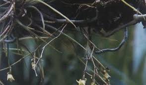 Image result for Solenangis