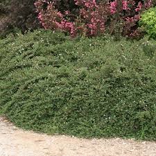Image result for Cotoneaster